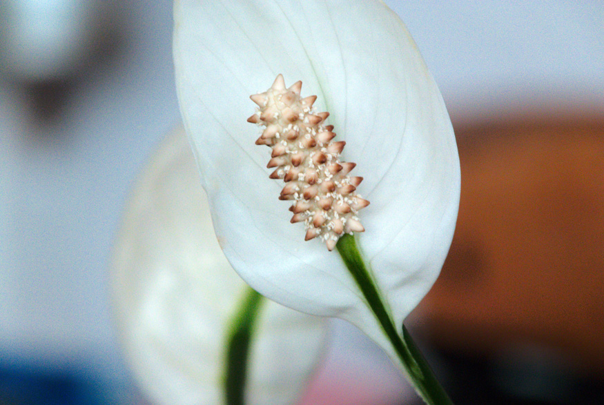 Peace Lily (Spathiphyllum wallisii) Peace Lily (Spathiphyllum wallisii)