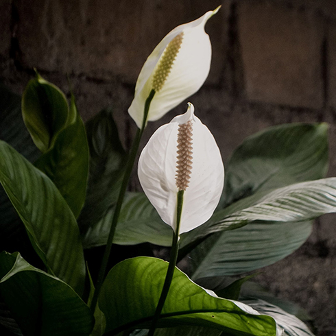 Peace Lily Photo of peace lily with dark green leaves and a white flower. The flower is made up of one large, white petal.