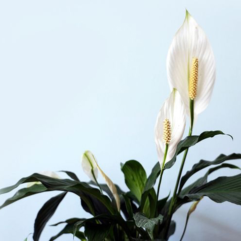 13. Peace Lily (Spathiphyllum) A healthy peace lily plant