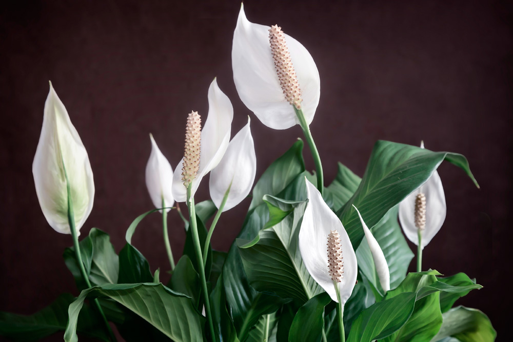 Peace Lily (Spathyphyllum spp.) Peace Lily