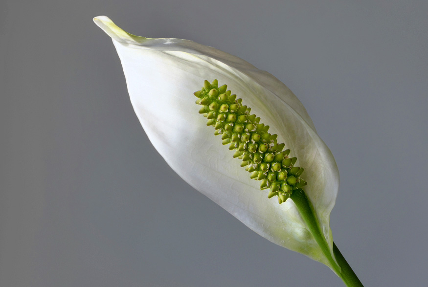 1. Peace Lily Peace Lily