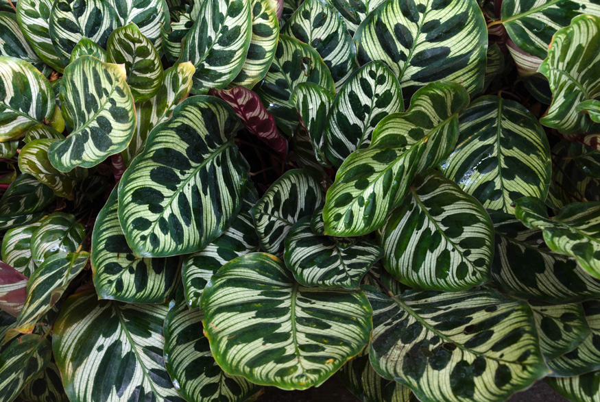 Peacock Plant (Calathea makoyana) Peacock Plant (Calathea makoyana)