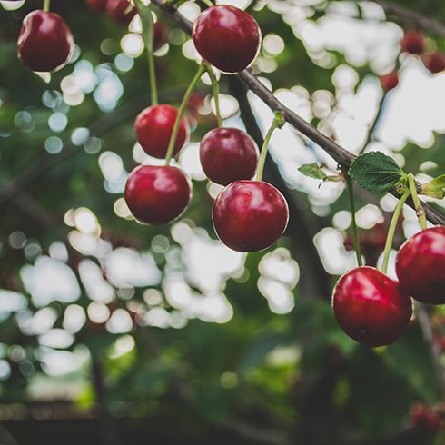 Prince Edward Island Closeup of a bunch of red cherries growing on a tree