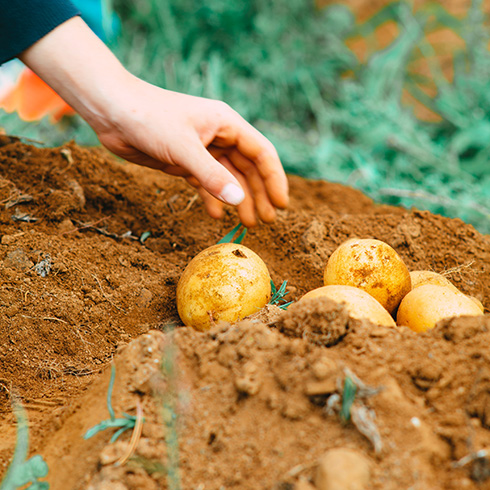 Prince Edward Island A person's hand picking up potatoes from in the dirt