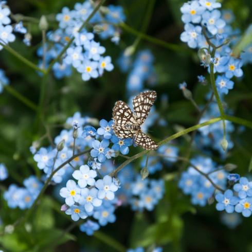 Forget Me Not Close up of forget-me-nots with small butterfly sitting on one flower as part of memorial garden ideas