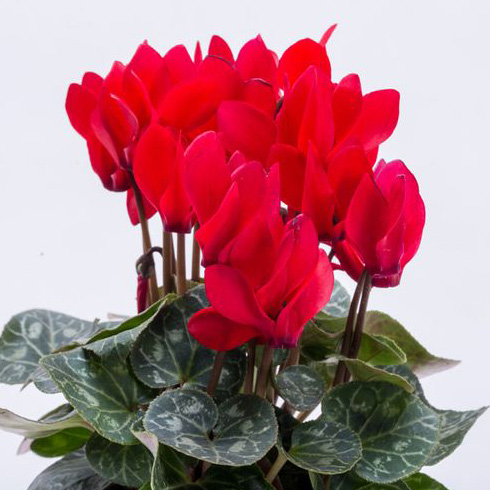 Persian Cyclamen (Cyclamen persicum) Persian Cyclamen (Cyclamen persicum)