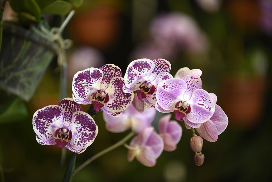 17. Phalaenopsis Orchids Phalaenopsis Orchids