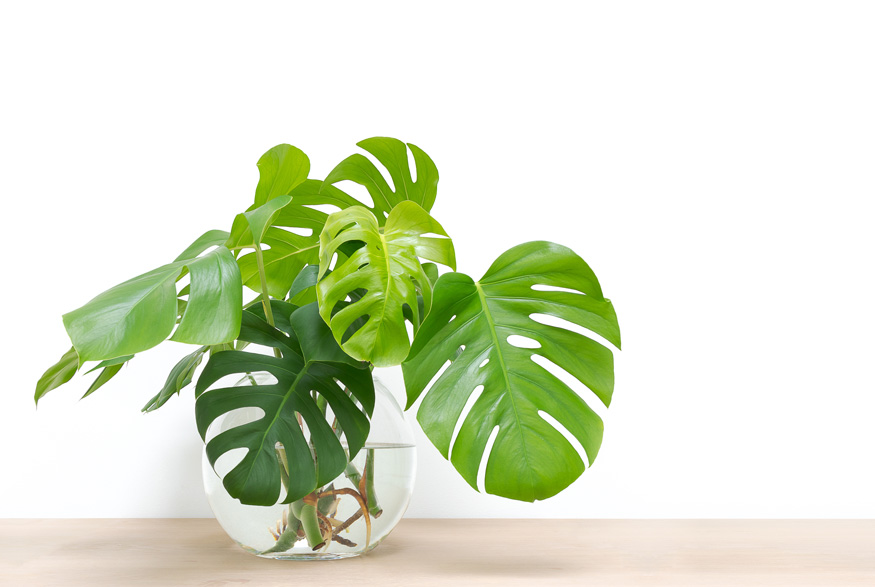 Philodendron (Philodendron spp.) Philodendron (Philodendron spp.)