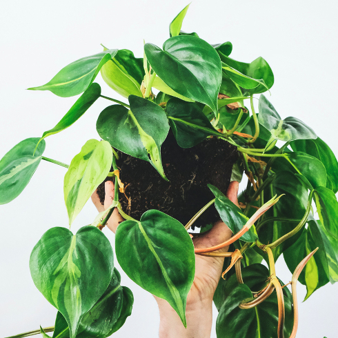 Philodendron Brasil A Philodendron plant being held up by someone's hand