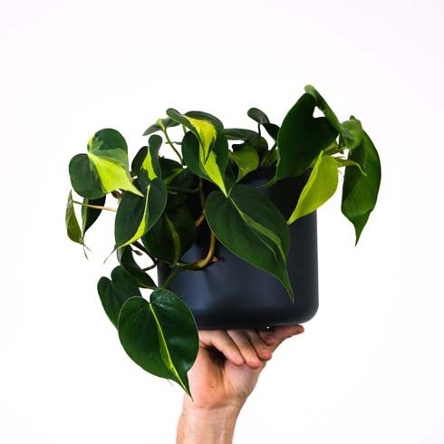 Philodendron Brasil Philodendron brasil in dark pot held up by a hand