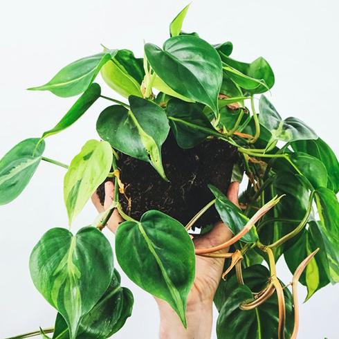 1. Philodendron A Philodendron plant being held up by someone's hand