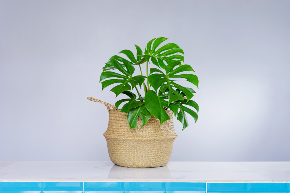 Philodendron (Philodendron spp.) Philodendron