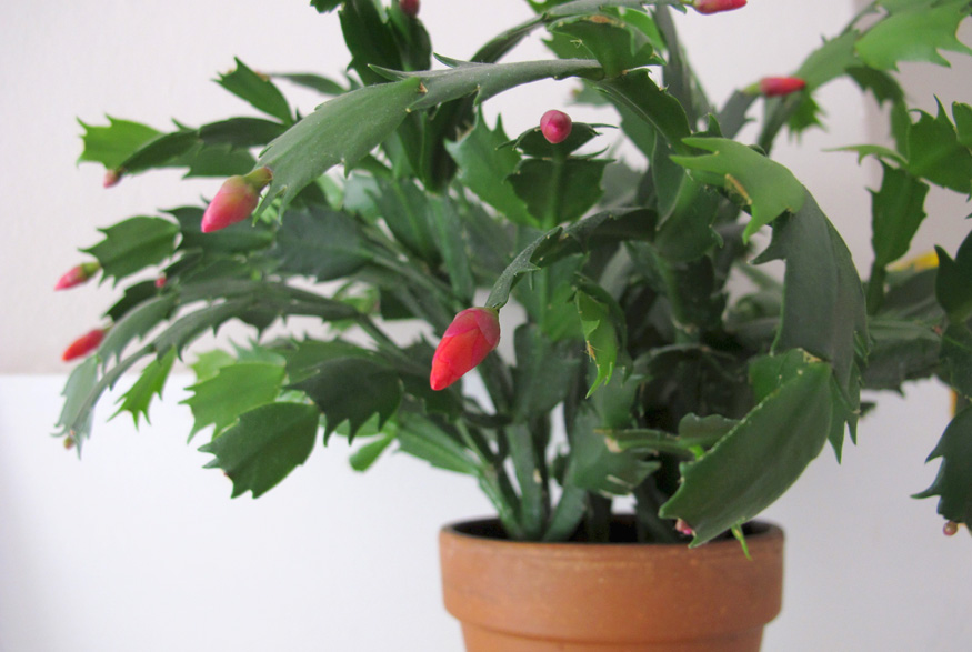 1. Plant it in Well-Drained Soil Christmas cactus