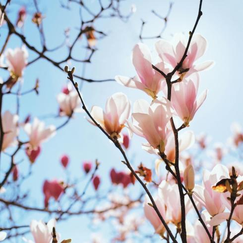 Look Up, Way Up Looking up at a flowering magnolia tree a great idea for a memorial garden