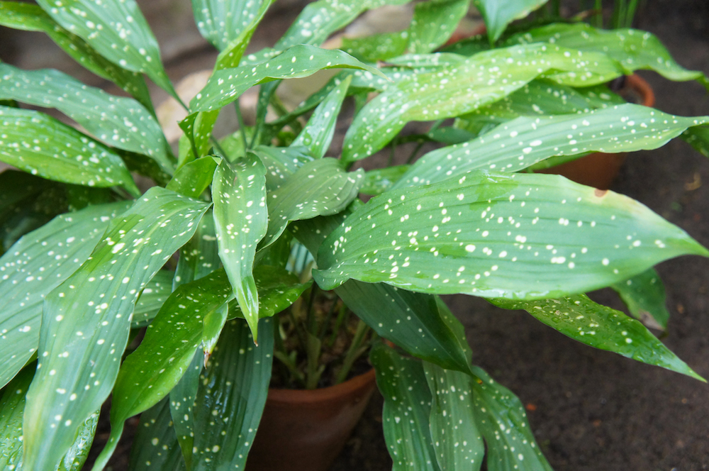15. Cast-Iron Plant (Aspidistra Elatior) Aspidistra elatior or cast-iron-plant or bar room plant with spotted leaves in pot