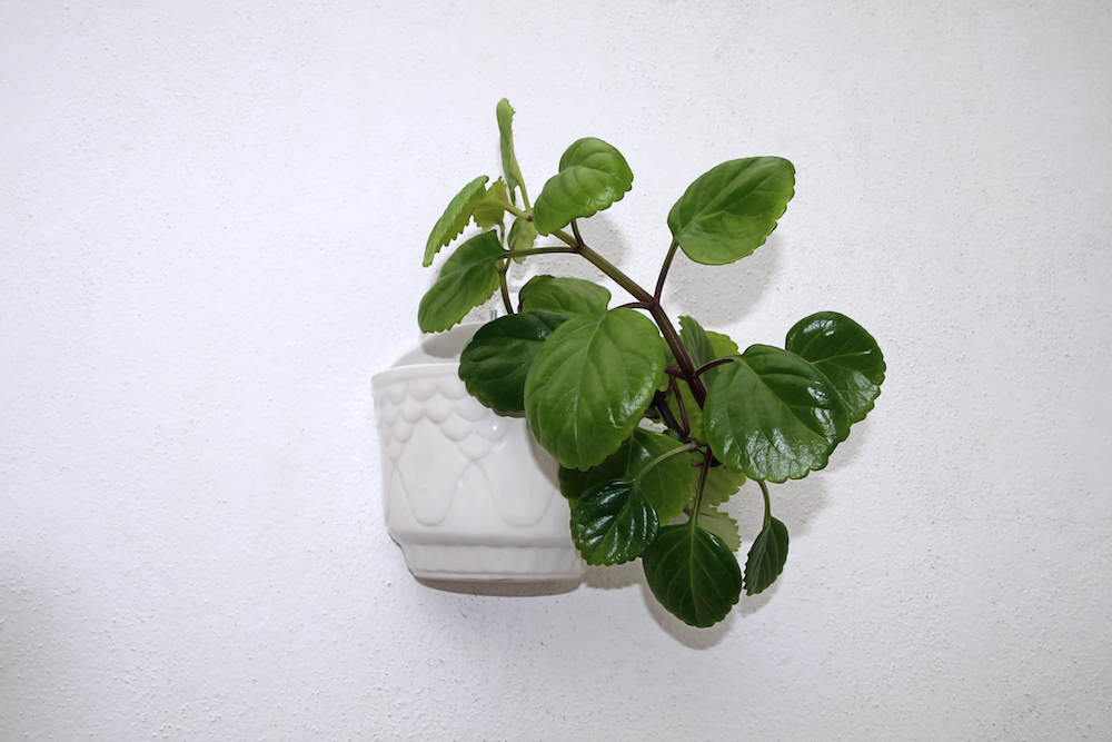 7. Swedish Ivy (Plectranthus Verticillatus) Swedish Ivy plant (Plectranthus verticillatus) in a pot, hanging on a white wall