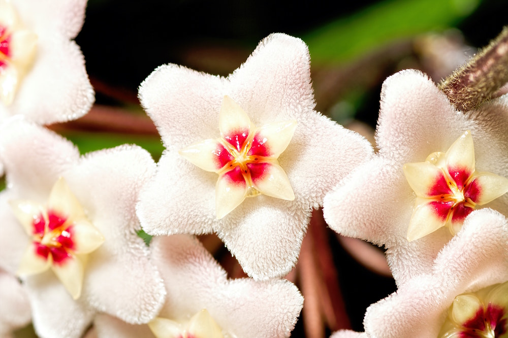9. Wax Plant (Hoya Carnosa) white flowers of wax plant