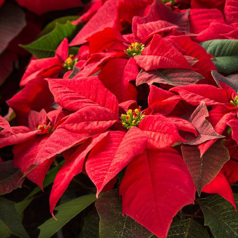 Poinsettia (Euphorbia pulcherrima) Poinsettia (Euphorbia pulcherrima)