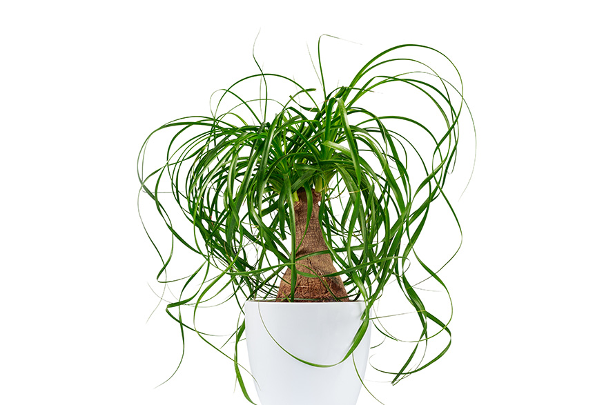 14. Ponytail Palm (Beaucarnea Recurvata) Ponytail Palm