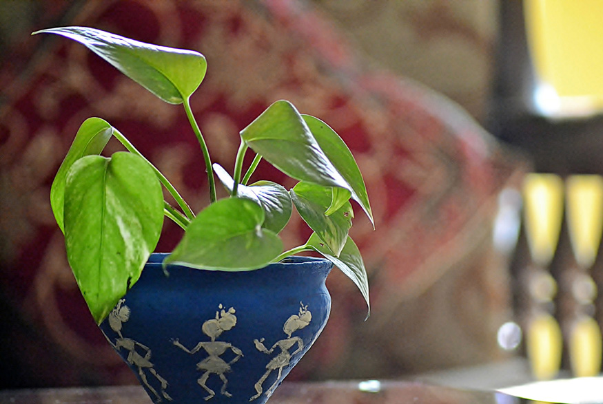 Pothos (Epipremnum Aureum) Pothos (Epipremnum Aureum)