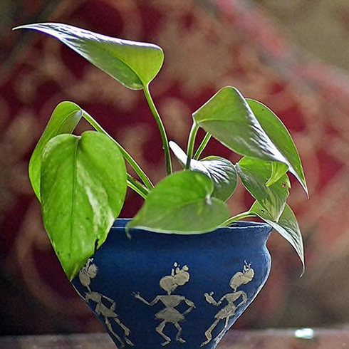 10. Pothos (Epipremnum Aureum) Pothos (Epipremnum Aureum)