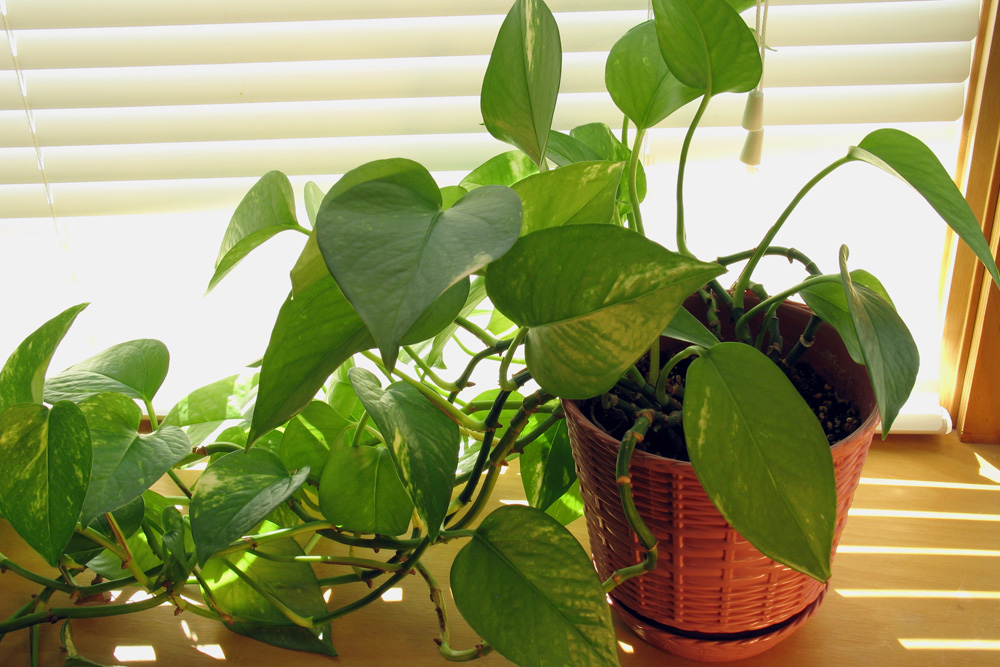 Pothos (Epipremnum Aureum) Pothos
