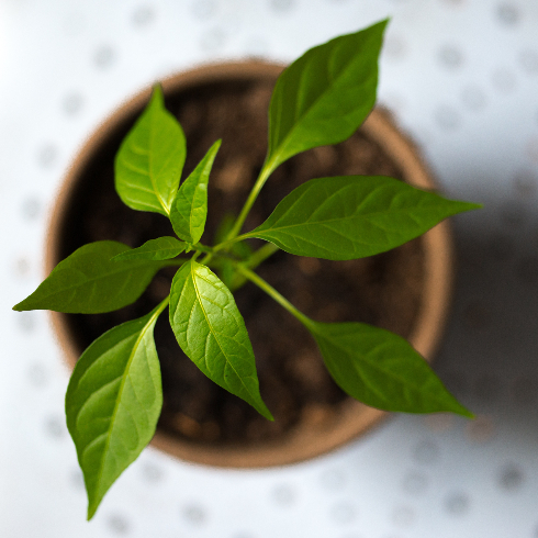 Basil An overhead shot of potted basil