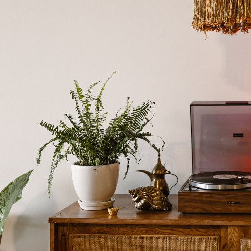 Fern A potted fern plant in a white pot on a wooden dresser with a record player