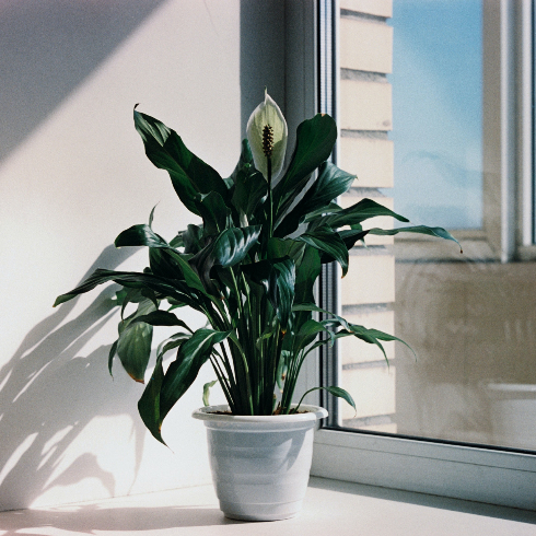 Peace Lily A peace lily plant in a white pot by a window