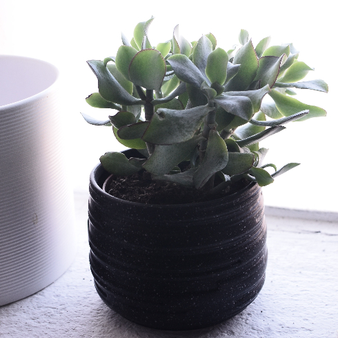 Jade Plant A small potted jade plant
