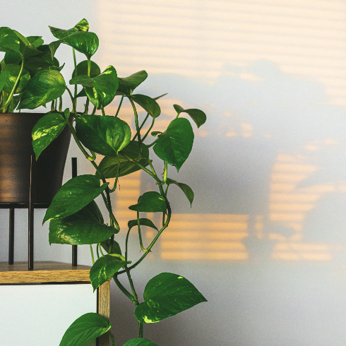 Pothos A lush potted pothos plant