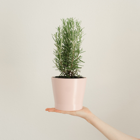 Rosemary A hand holding up a potted rosemary plant