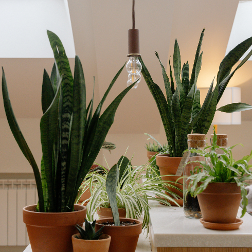 Snake Plant A table with various potted indoor houseplants