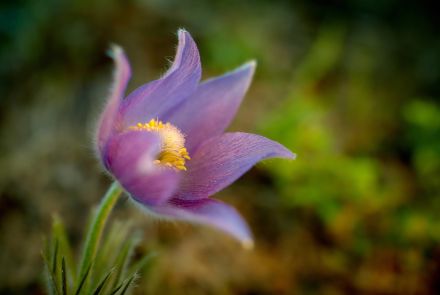 Prairie Crocus (pulsatilla patens) Prairie Crocus (pulsatilla patens)