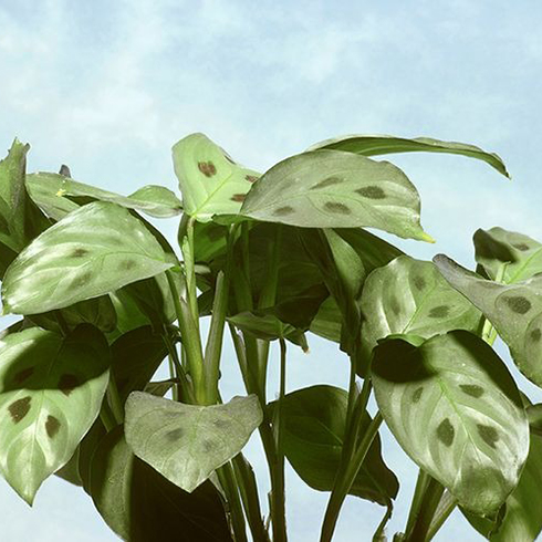 5. Prayer Plant (Maranta Leuconera) Prayer Plant (Maranta Leuconera)