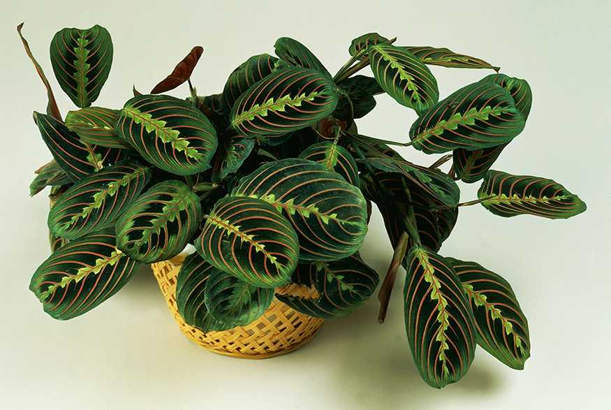 8. Prayer Plant (Maranta Leuconeura) Prayer Plant