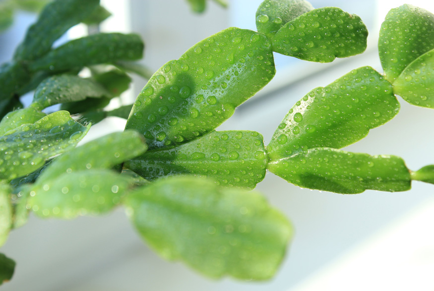 12. Prevent Botrytis Blight Christmas cactus
