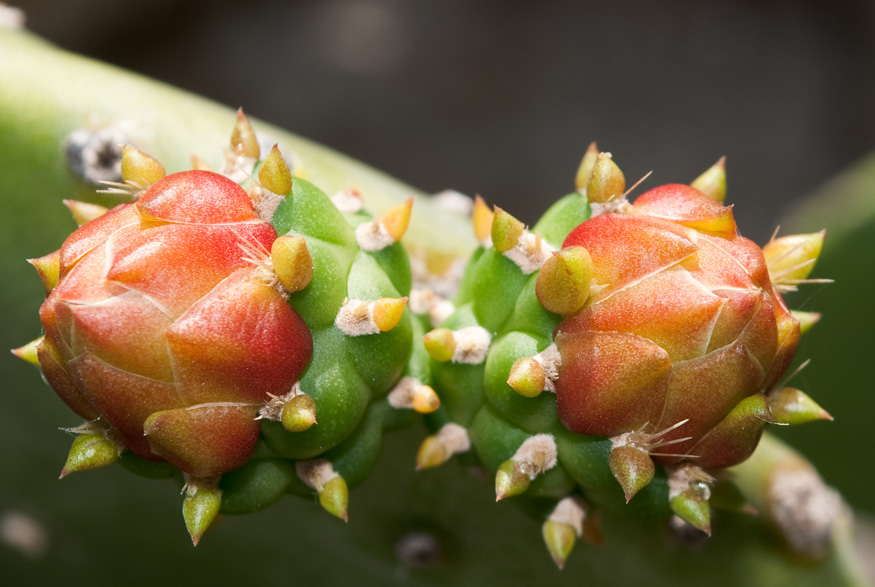 13. Prevent Buds From Dropping Off Christmas cactus buds
