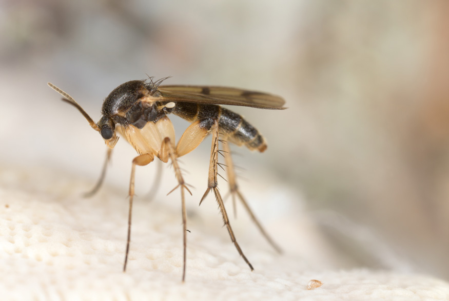 17. Prevent Fungus Gnats Fungus gnat
