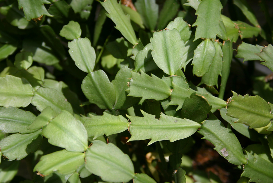 11. Prevent Root and Stem Rot Christmas cactus close up