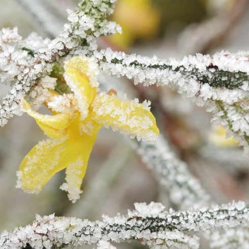 Protect Frost-Damaged Plants Frost on jasmine plant