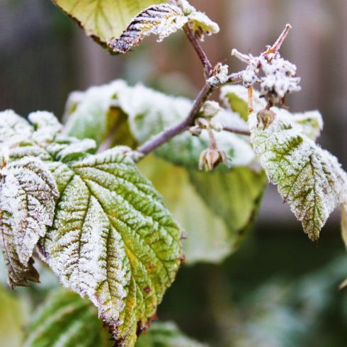 Find Out How Much Cold Your Plants Can Resist Branch of green leaves covered in frost