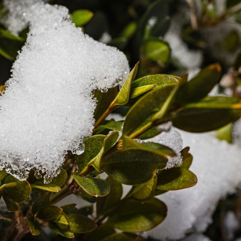 Choose the Right Plants Close up of plant covered in frost and snow