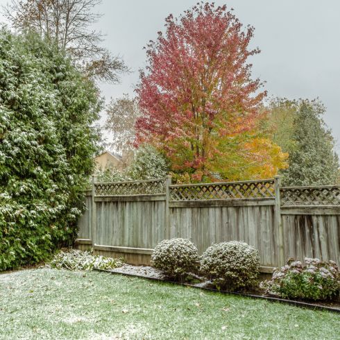 Place Your Plants Carefully Backyard in late fall/early winter covered in frost