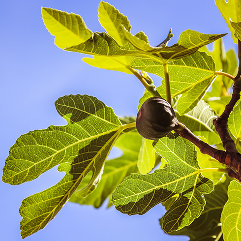 Québec Fig hanging from a tree