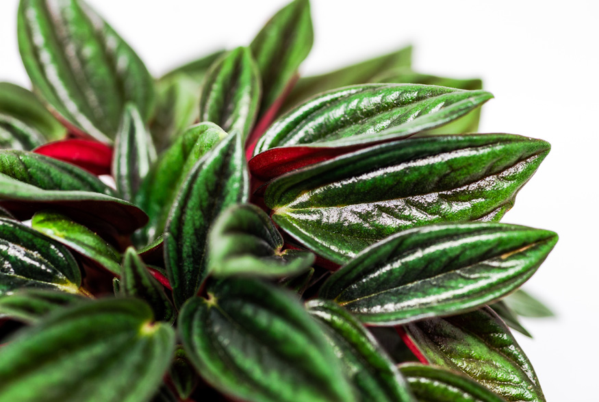 Radiator Plant (Peperomia spp.) Radiator Plant (Peperomia spp.)