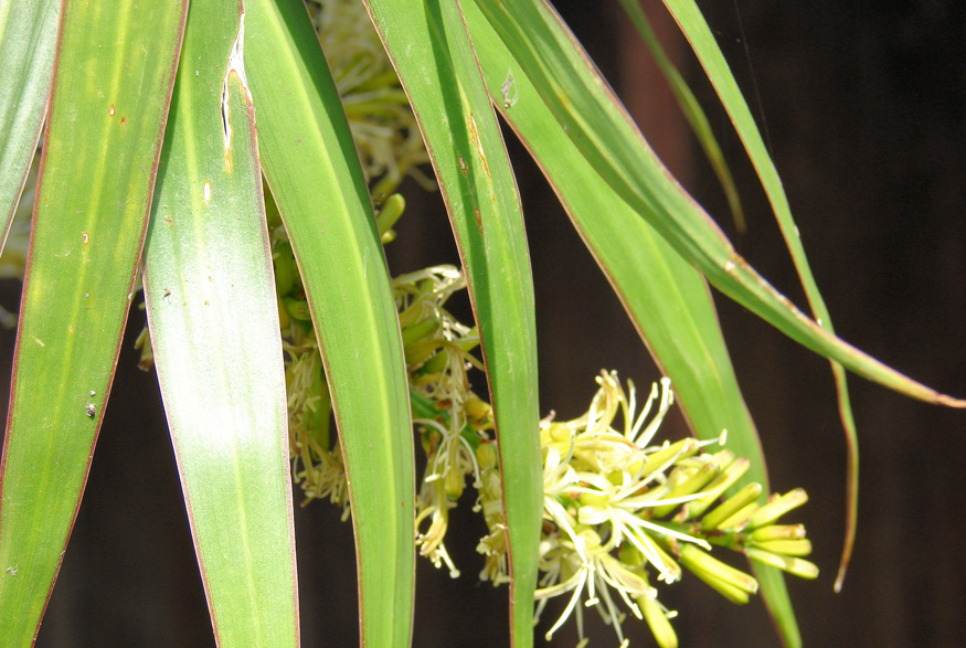 5. Red-edged Dracaena Red-edged Dracaena