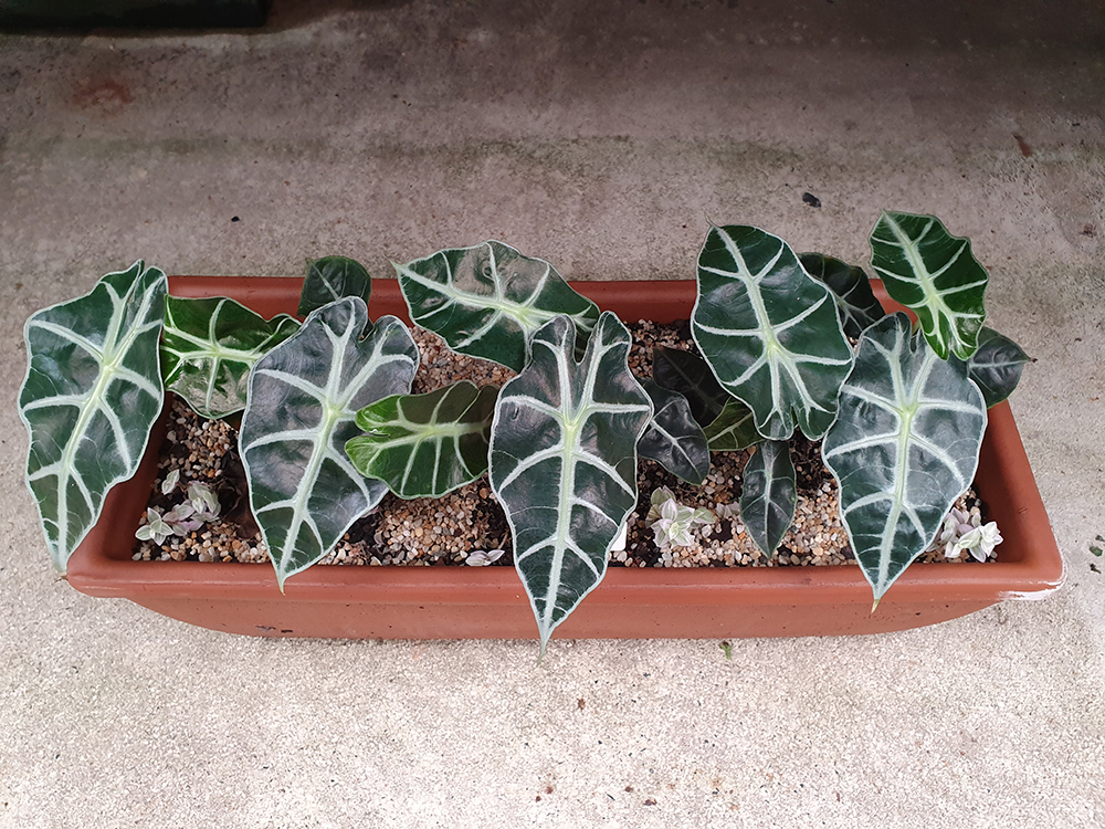 The Elephant Ear Plant is Stunning and Unique Four elephant ear plants in a terracotta planter on a concrete floor.