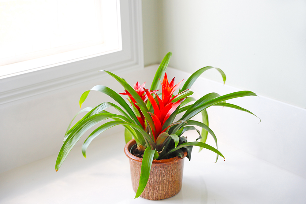 Bromeliads for Brightness Bromeliad plant with bright red flowers on a white ledge near a window.