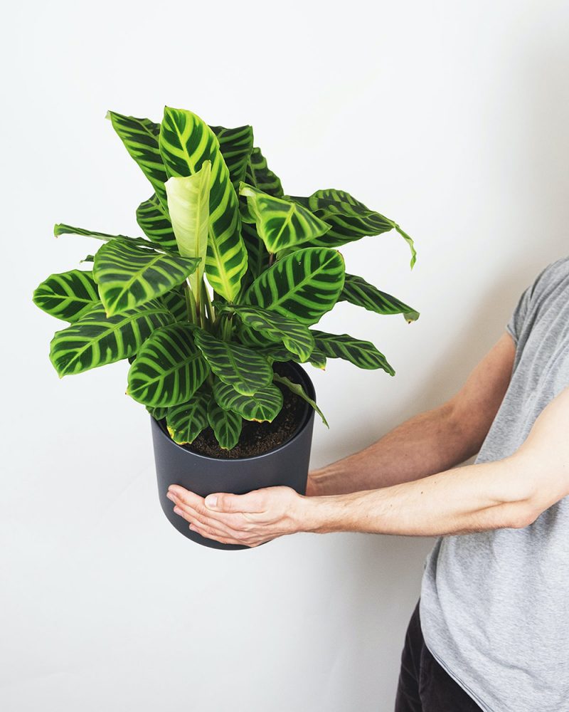 Calatheas for Beautiful Foliage A person’s hands holding a black plant pot with a calathea inside.